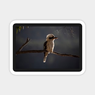 Kookaburra Magnet