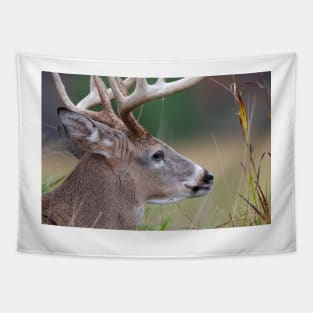 White-tailed buck, Quebec, Canada Tapestry