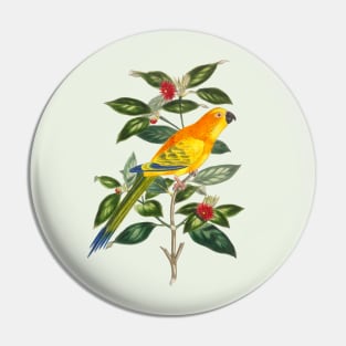 Parrot Colorful Nature Illustration Pin