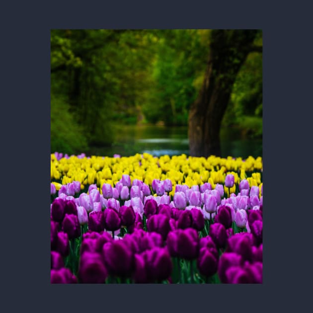 Yellow Tulips and Purple Tulips by Haministic Harmony