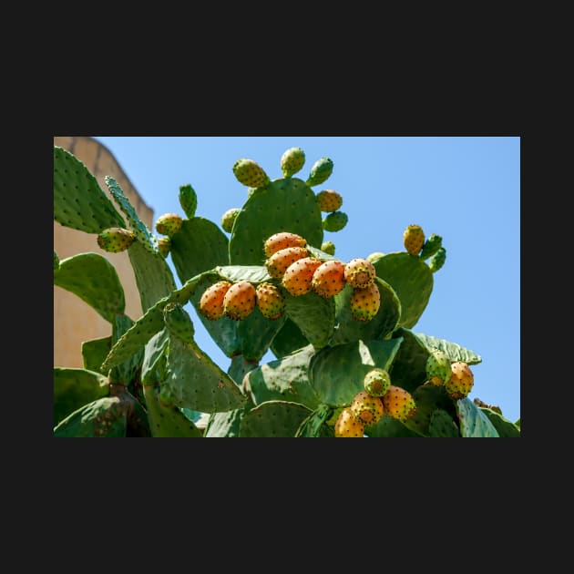 Orange fruits of Opuntia ficus-indica (prickly pear) by lena-maximova