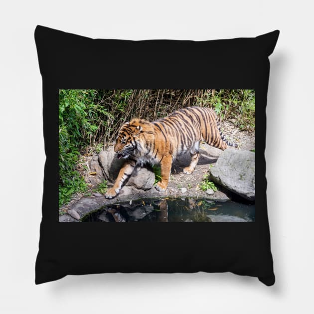 Tiger walking by the pond Pillow by lena-maximova