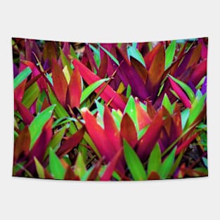 Tradescantia Spathacea Oyster Plant Tapestry