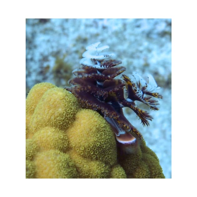 Tiger Striped Christmas Tree Worm on Coral Reef by Scubagirlamy