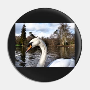 Swan Looking Straight Into My Eyes Pin