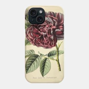 Vintage Rose Genie De Chateaubriand Horticultural review (1850) Phone Case