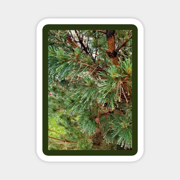 Raindrops on Spruce Needles Magnet by Kyarwon