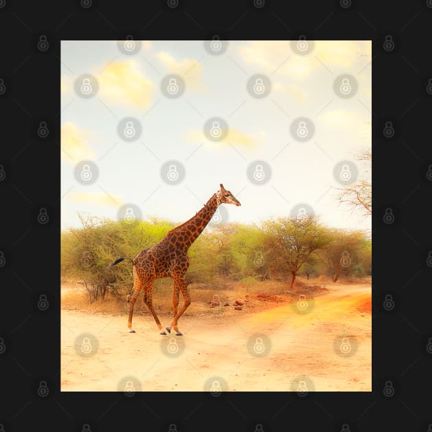 Giraffe by Graz-Photos