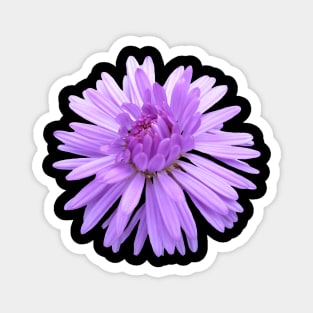 purple flower, flowers, nature, blooms, violet Magnet