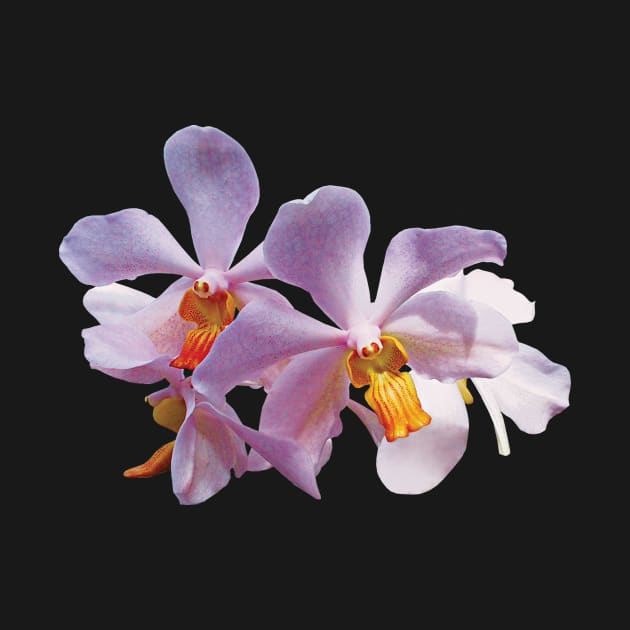 Orchids - Delicate Pink Orchids by SusanSavad