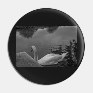 Lone mute swan searching the River Bure Pin