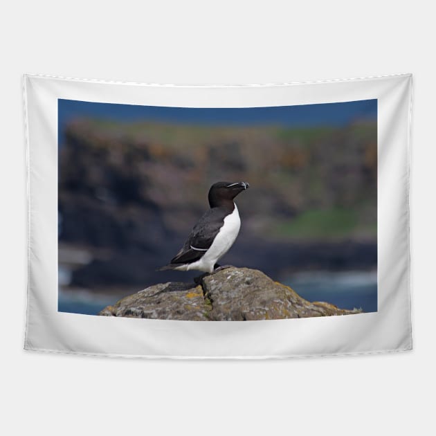 Razorbill on a cliff Tapestry by HazelWright