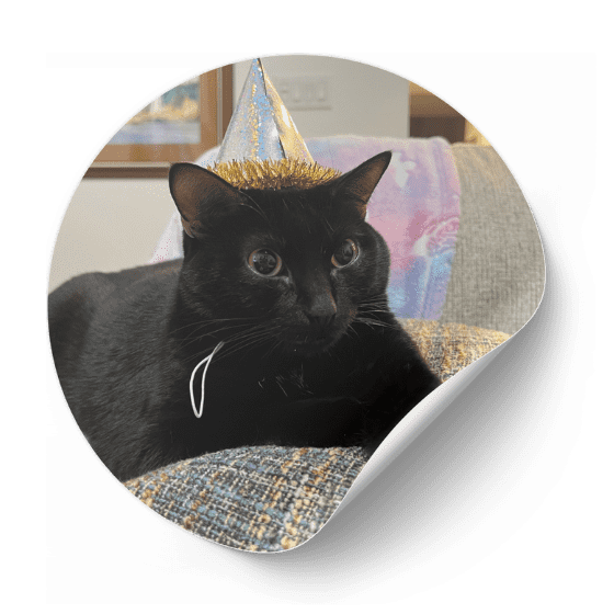 Meowplifier profile image