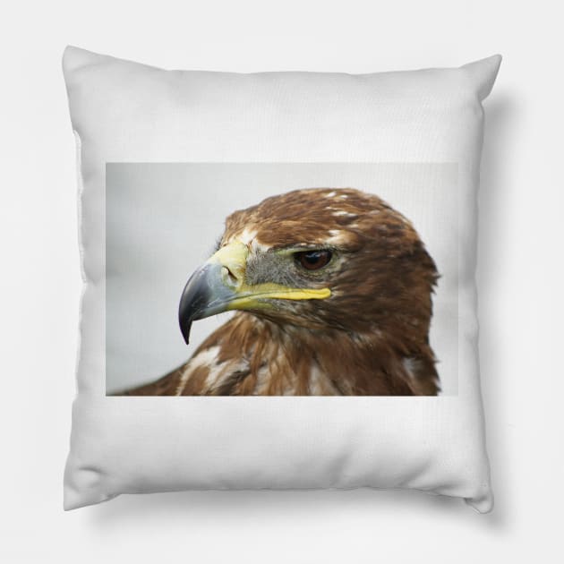 A Young Hawk Pillow by Furtographic