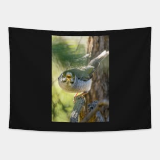 Noisy Miner 03 Tapestry