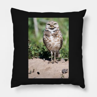 Burrowing Owl Pillow