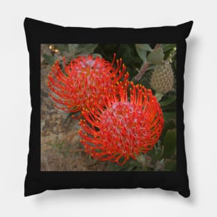 Proteas on the rocks Pillow