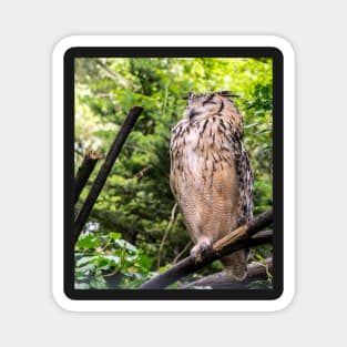 Indian eagle-owl Magnet