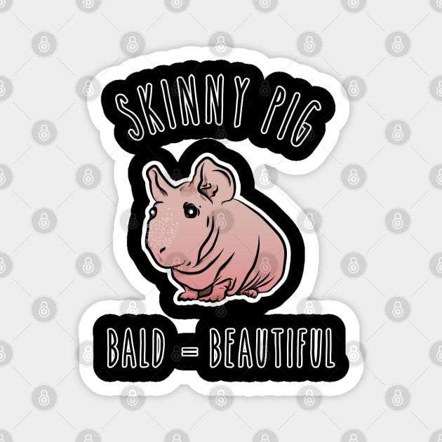 Skinny Pig Bald is Cute Hairless Guinea Skinny