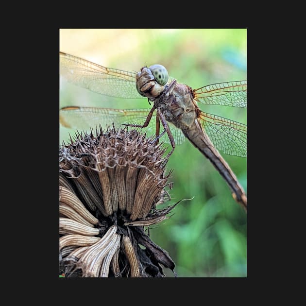 Dragonfly Macro by searchlight