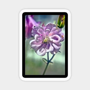 Pink Columbine Flower Magnet