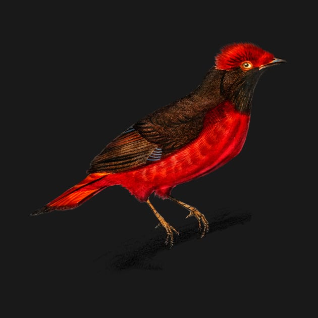 Vintage guianan red cotinga bird-animalia by Phantom Troupe