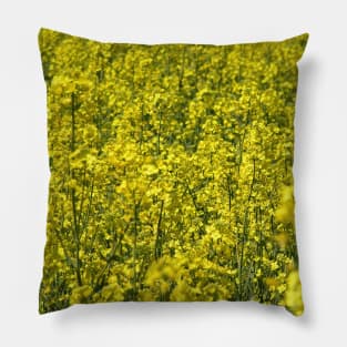 Field of Yellow: Rapeseed (canola), south of France, spring Pillow