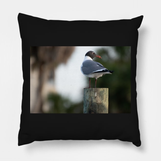 seagull on pole Pillow by sarelitay