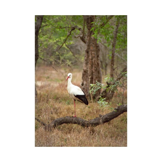 White stork by GrahamCSmith