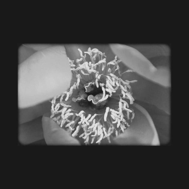 Vintage flower on a black and white film by chiaravisuals