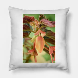 Begonia bud Pillow