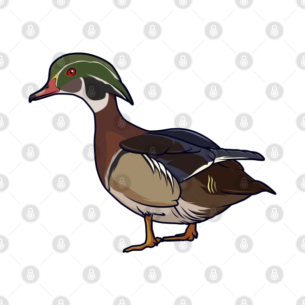 Drawing of a wood duck by Modern Medieval Design