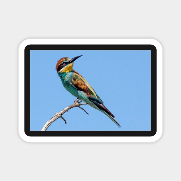 European Bee-eater, South Africa Magnet by scotch