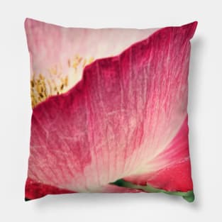 Red Poppy in Sunlight Pillow