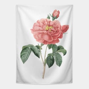 Pink Rose Flower Vintage Botanical Illustration Tapestry