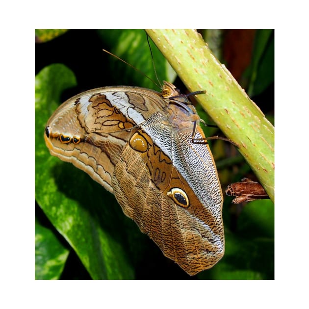 Mournful Brown Owl Butterfly showing his beautiful patterns on its wings by Scubagirlamy