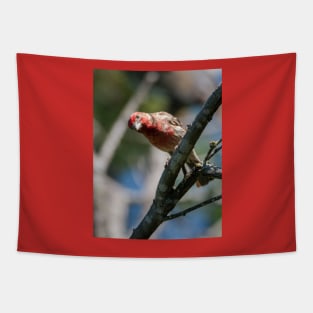 House Finch Hello You Tapestry