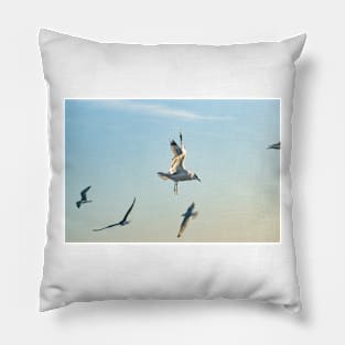 Larus californicus 2 Pillow