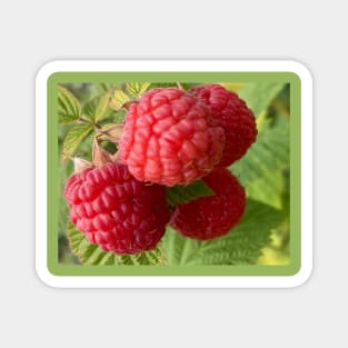 Closeup Red Raspberry Magnet