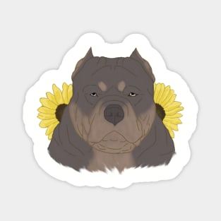 Isabella Tan American Bully with Sunflowers Magnet