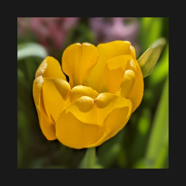 Yellow Tulip 4 by AustaArt