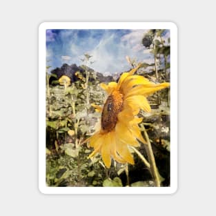 Watercolor Sunflower on a Sunny Blue Sky Day Magnet