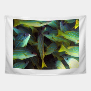 Wall of Colorful Striped Snapper Fish Tapestry