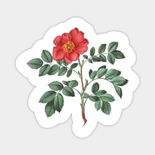 Wild Rose Flower Botanical Illustration Magnet