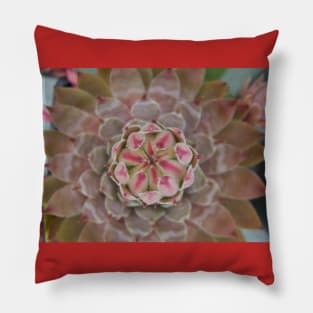 Sempervivum Bird Eye Arial View Pillow