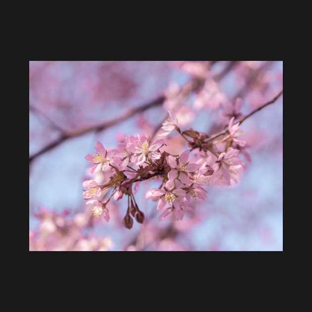 Cherry blossoms by Amalus-files