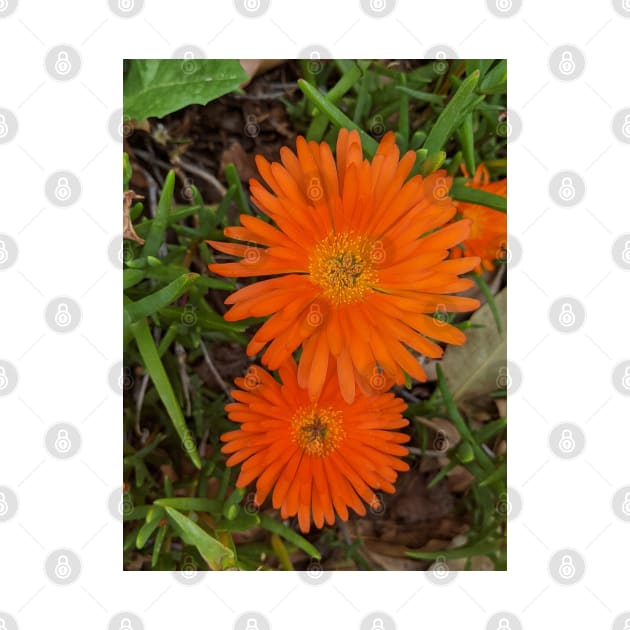 Orange Flower Malephora by PLANTONE