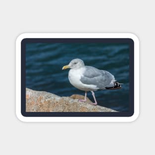 Seagull On The Breakwater Wall Magnet