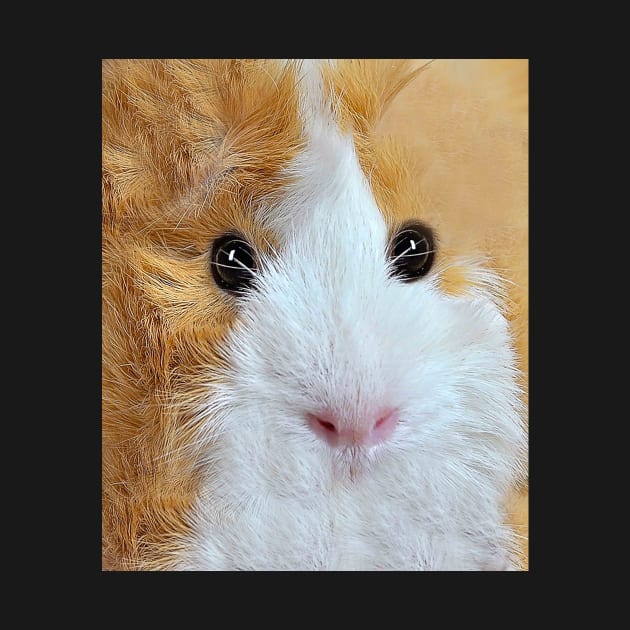 Guinea Pig Face by Random Galaxy