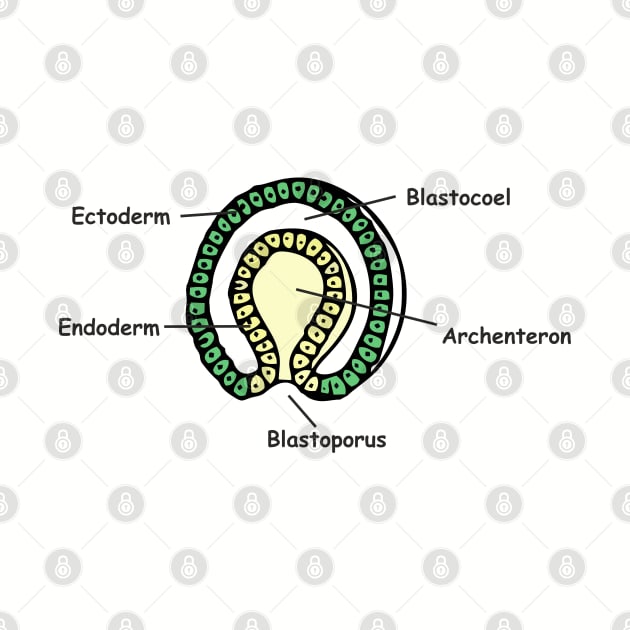 Gastrulation sketch in colour by RosArt100